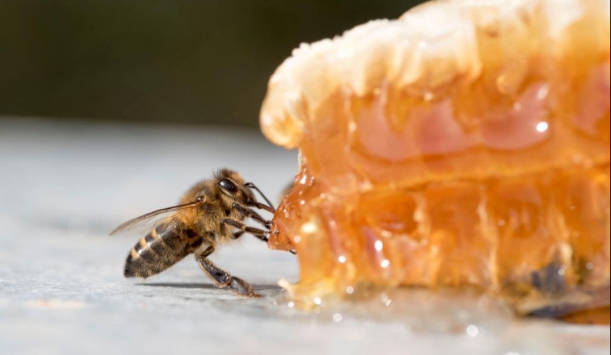 Aumentó la cantidad de productores de miel en territorio bonaerense