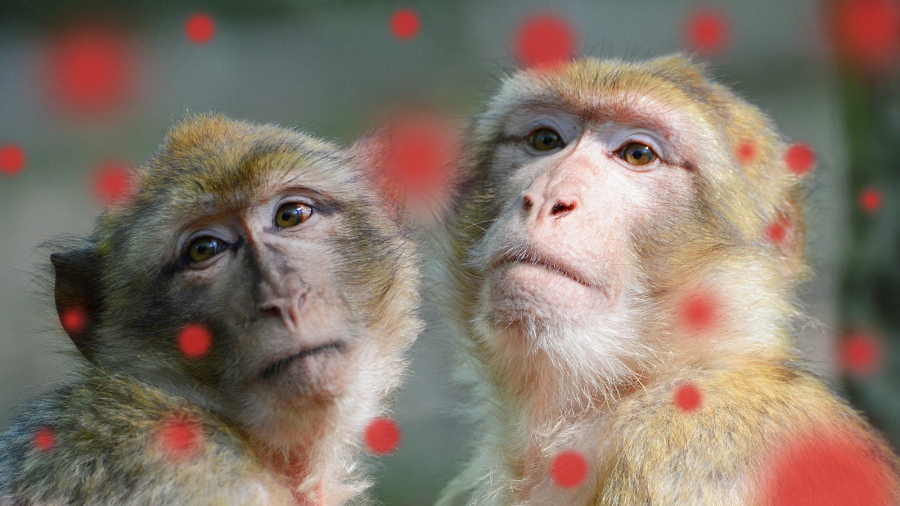 La OMS denunció ataques a monos en Brasil por temor a la viruela símica