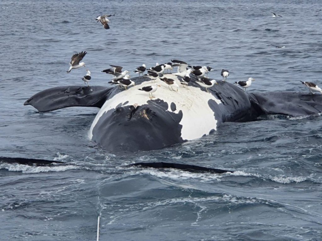Hallaron seis ballenas muertas en las costas de Puerto Pirámides