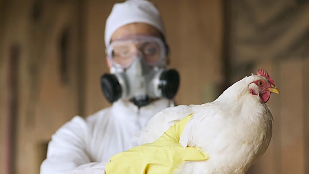 Gripe aviar: refuerzan los controles para evitar el ingreso del virus a Argentina