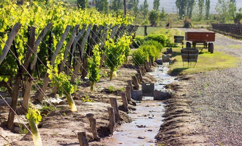 Sequía en Mendoza: aseguran que “la situación es crítica” y advierten por la caída en la producción