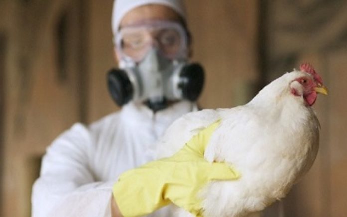 Gripe aviar: más del 90% de los focos está cerrado y se espera la reapertura de los mercados