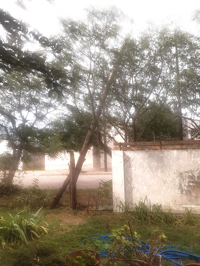 Carhué: Vecino preocupado por poste caído sobre árbol de su vereda
