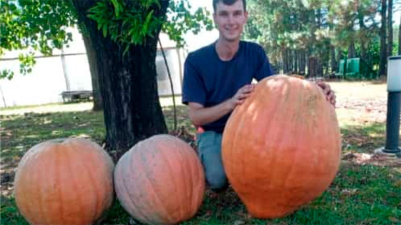 Familia volvió a cosechar otro zapallo gigante: el de ahora pesó 59 kilos