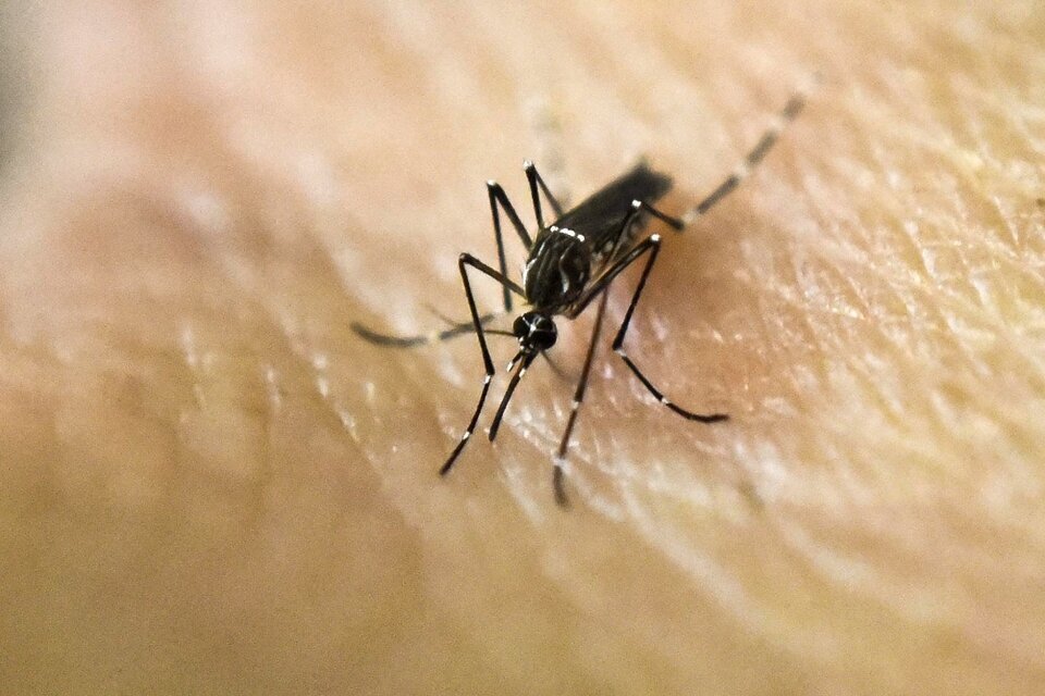 Dengue: se registraron más de 50.000 casos en una semana y la cifra asciende a 232.8996