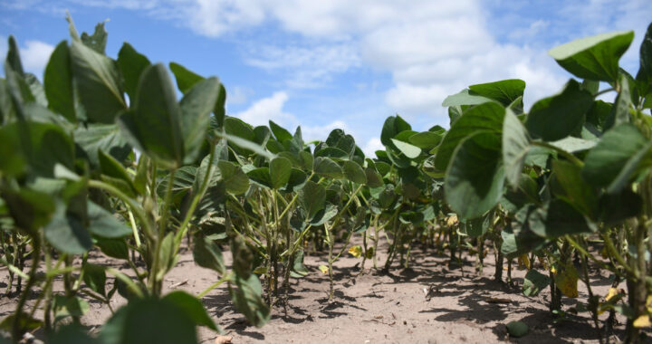 Alerta para el agro: crecen las posibilidades de una nueva sequía por La Niña