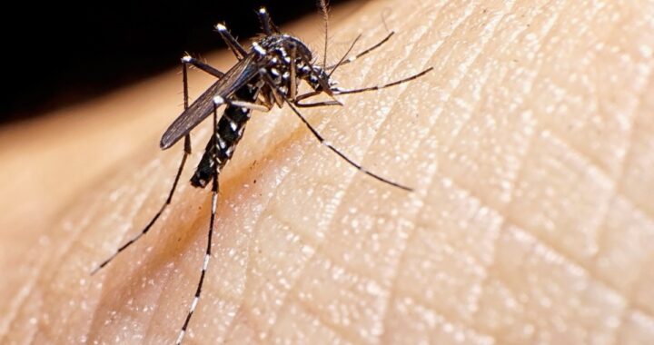 Bajan los casos de dengue en la Provincia y 4 localidades dejaron de estar en brote