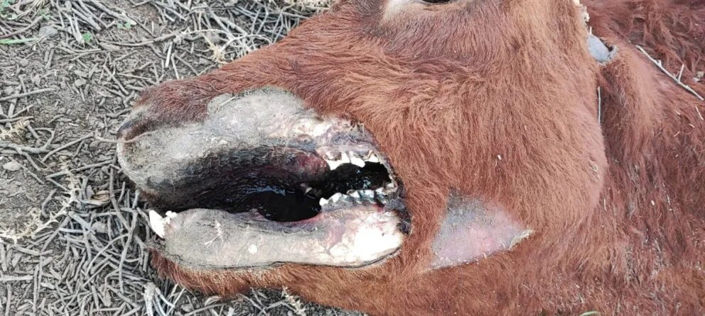 “¿Serán los extraterrestres?”: denuncian mutilaciones de ganados en Patagones