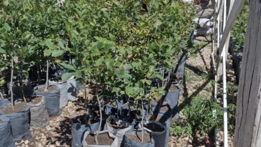 La cárcel de Saavedra donó 1.225 plantines de árboles a Bahía Blanca
