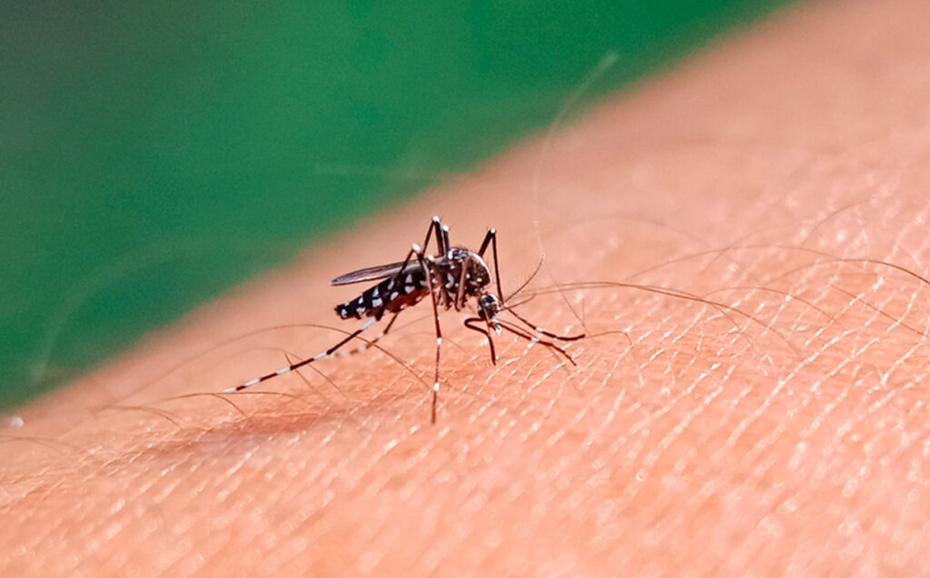 Dengue: tras una temporada récord, solo queda un municipio en brote y con monitoreo de casos