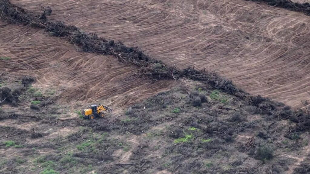 Se deforestaron casi 60.000 hectáreas en el norte argentino sólo en el primer semestre del año