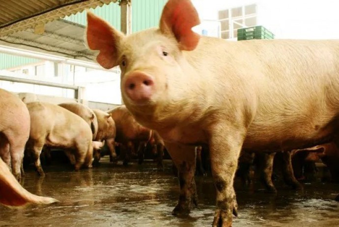 Salliqueló: Detectaron un nuevo caso de triquinosis en un cerdo de faena familiar
