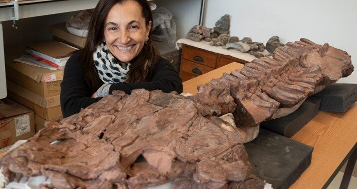 Una paleontóloga argentina descubrió uno de los primeros vertebrados de cuatro patas que pasaron del agua a la tierra