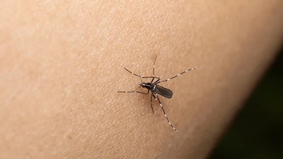 Tras una temporada récord, quedan ocho municipios con circulación activa de dengue