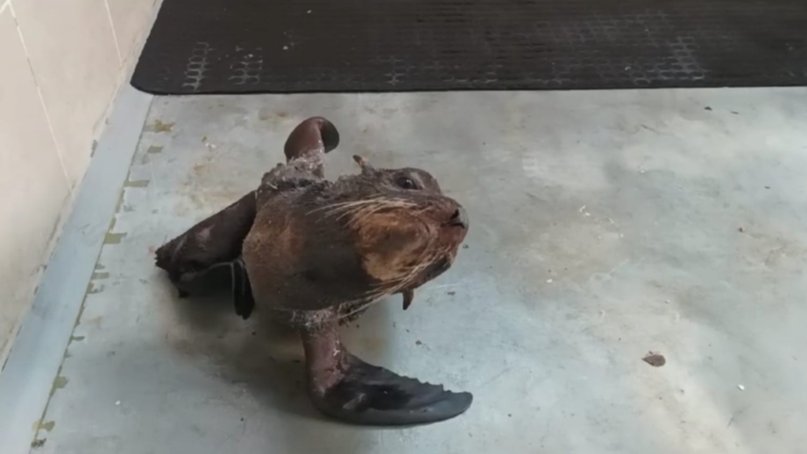 Exitosa rehabilitación del lobo marino rescatado en Pehuen Co