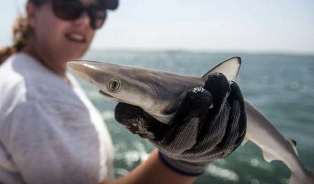 Hallan alto nivel de cocaína en tiburones en las costas de Río de Janeiro